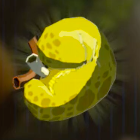 ヒノックスの肝画像