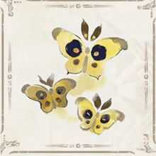 ヒャクメマダラ