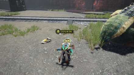 クグツチグモ