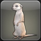 ミーアキャット