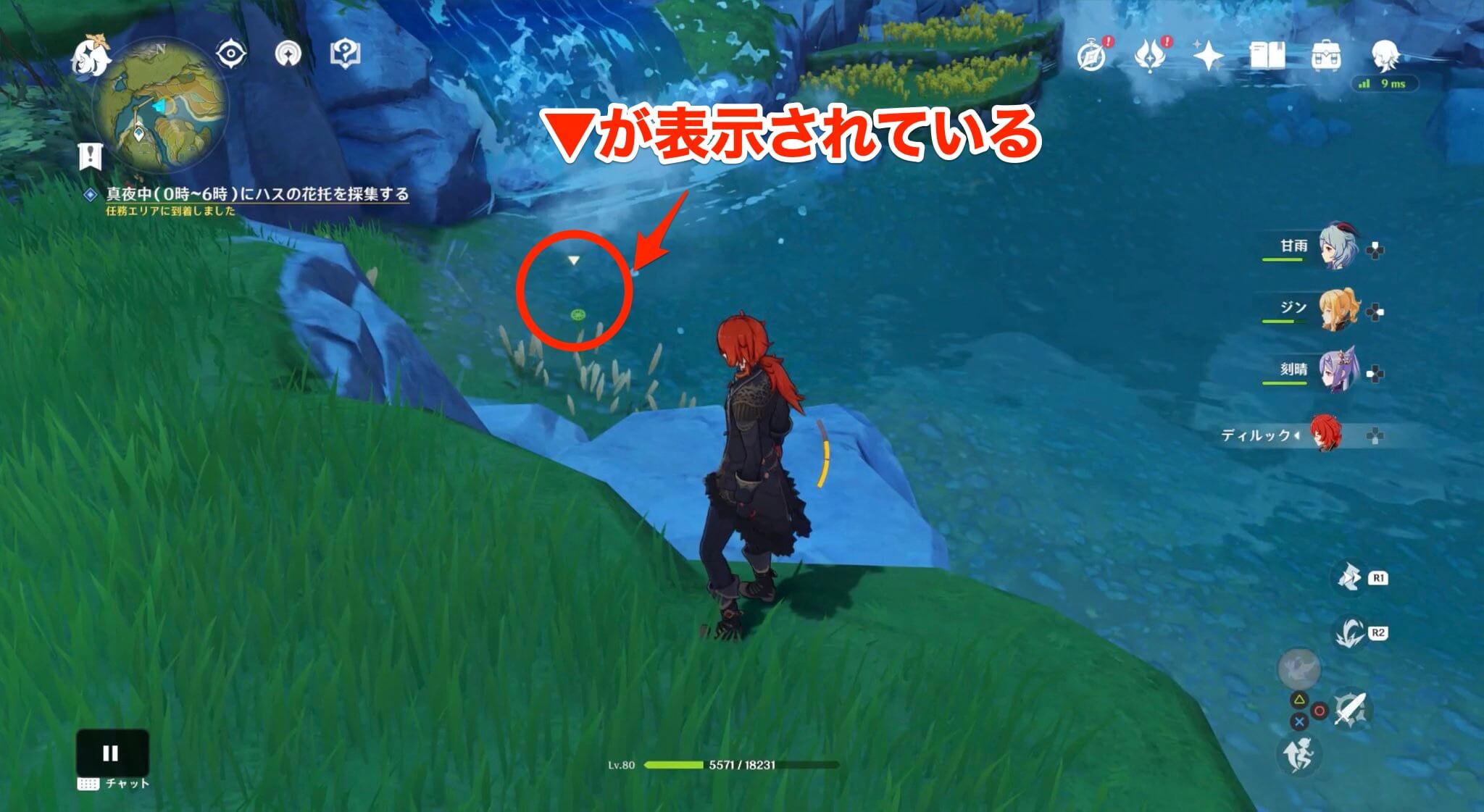 ハスの花托を採集