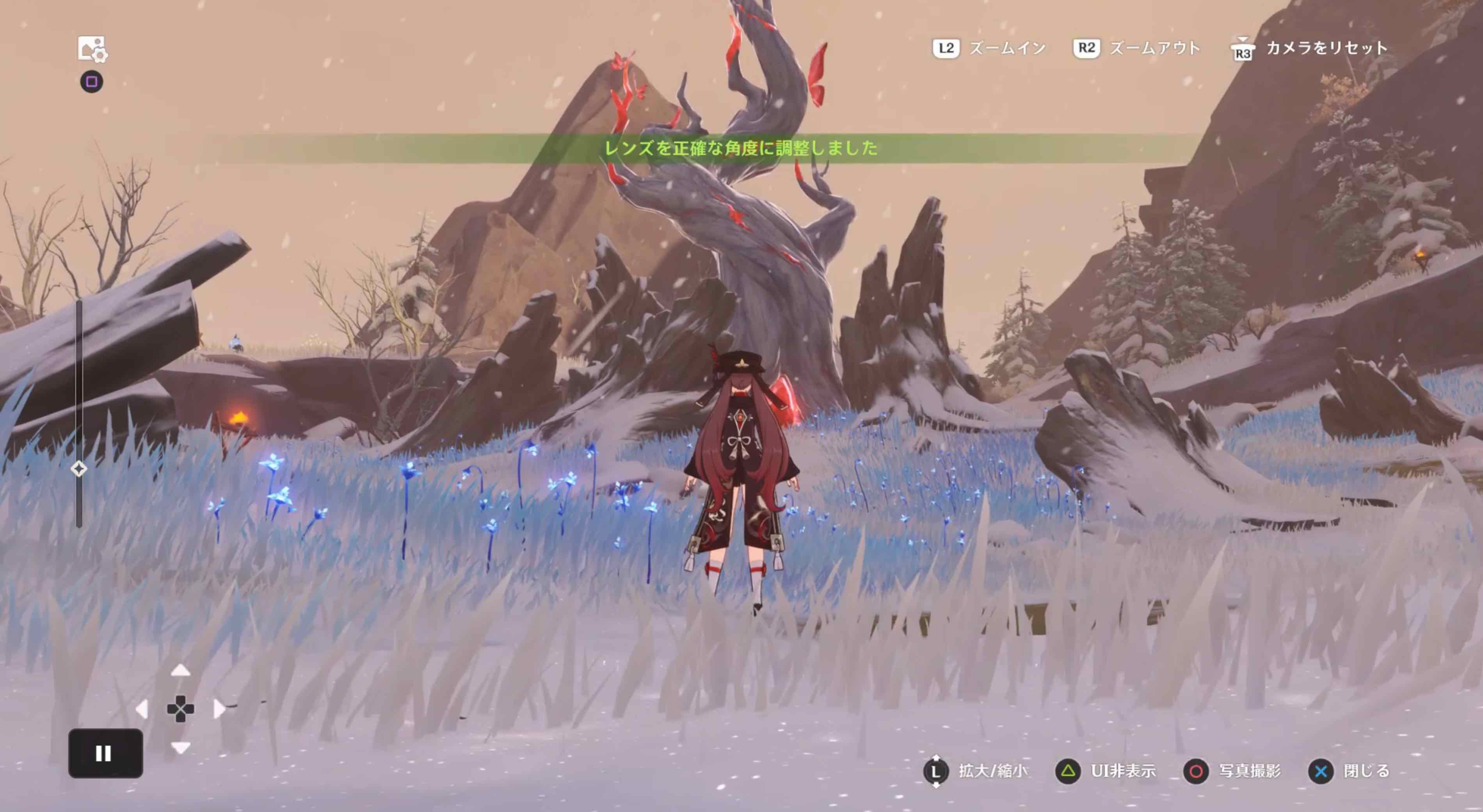 冬忍びの樹の写真を撮る