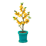 レンギョウ画像