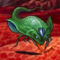 マンタレイの画像