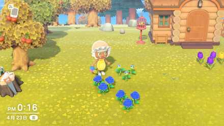 あつ森 高確率で咲く青いバラの作り方 増やし方と使い道 あつまれどうぶつの森 ゲームエイト