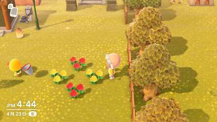 赤バラと黄バラを植える