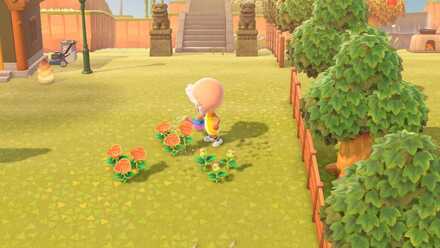 オレンジのバラに水やりする