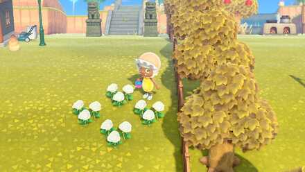 白いバラを交配する