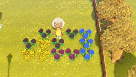 レア花の遺伝子