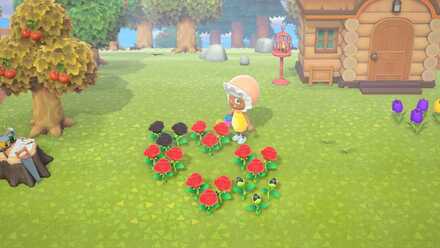 黒バラを交配する