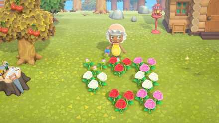 赤バラと白バラを交配する