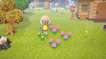 ピンクのバラに水やりする