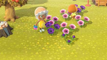 ピンク同士を交配する