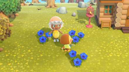 青アネモネに水やりする