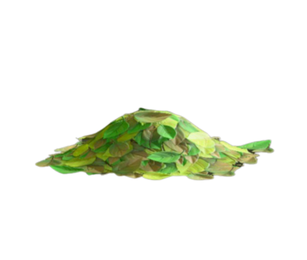 みどりのおちば画像