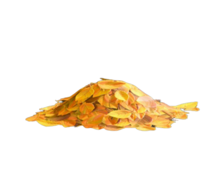 きいろのおちば画像