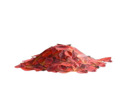 あかいおちば画像