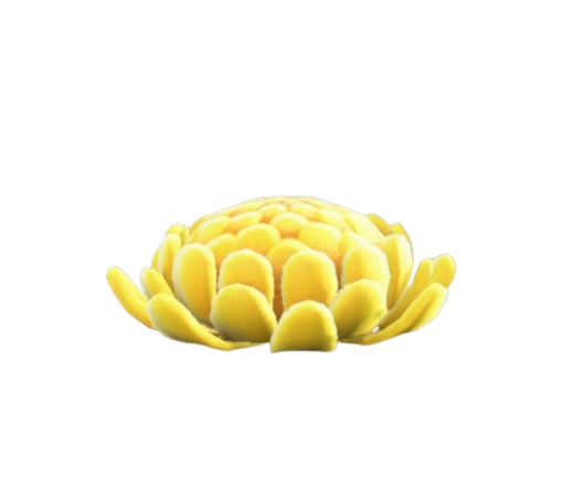 キクのクッション画像