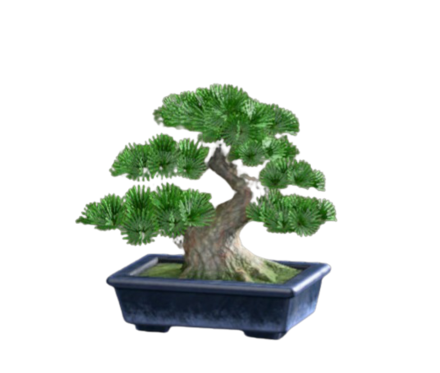 マツのぼんさい画像