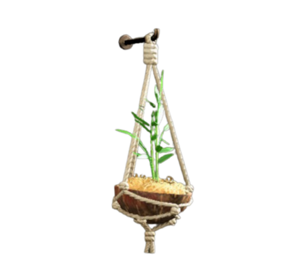 ヤシのウォールプランター画像