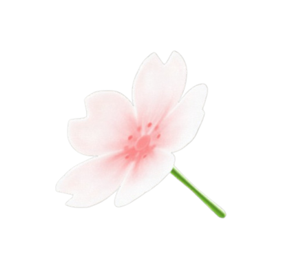 さくらのかさ画像