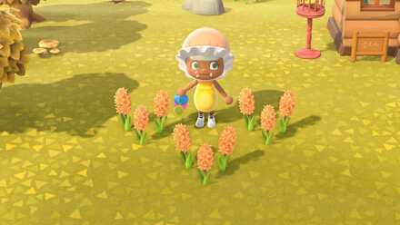 オレンジのヒヤシンスの作り方