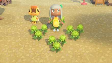 緑のキクの作り方