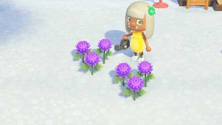 紫のキクの作り方