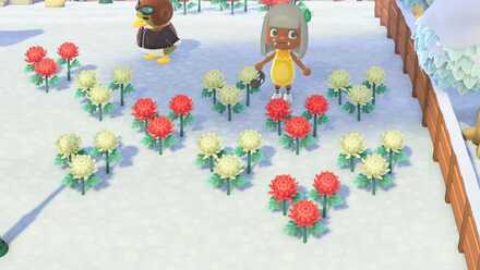 ピンクのキクの作り方