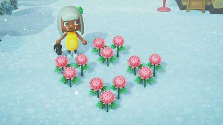 ピンクのキクの作り方