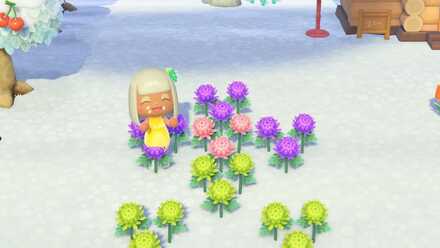 ピンクのキクの作り方