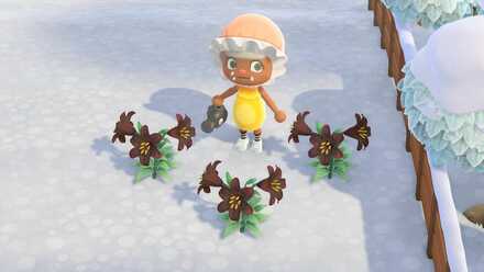 黒いユリの作り方