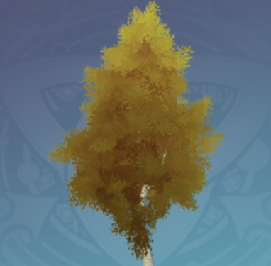 大きな樺の木の画像