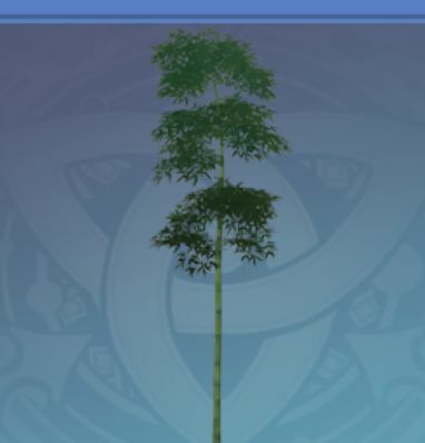 軽策寒玉竹の画像