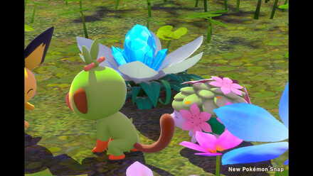 夜転んでいるシェイミを撮影