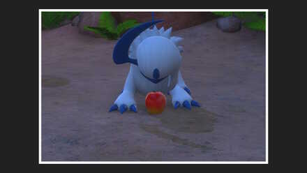 ふわりんごを食べるアブソルを撮影する