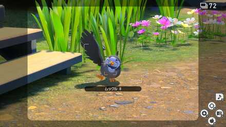 片方の翼を上げたムックルを撮影