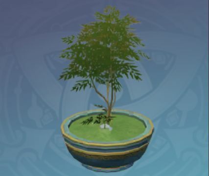 盆栽-「緑松の低木」の画像