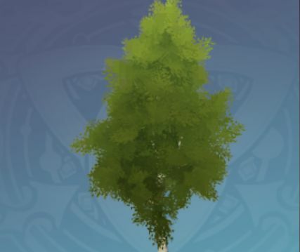 若い樺の木の画像