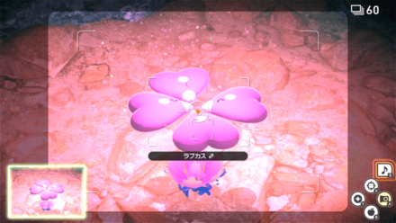 メロディでラブカスが横になった瞬間を撮影