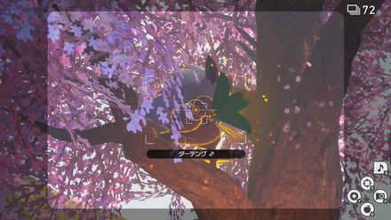 桜吹雪をしたダーテングを撮影