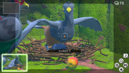 怒ったケンホロウを撮影