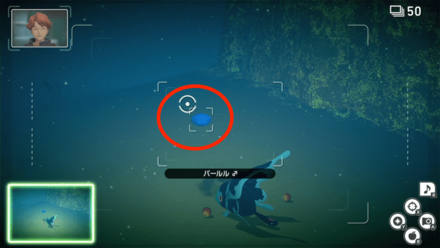 パールルが泳いでいる姿を撮影