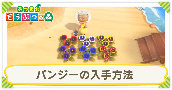 あつ森 パンジーの入手方法と使い道 あつまれどうぶつの森 ゲームエイト あつ森 パンジーの入手方法と使い道 あつまれどうぶつの森 ゲームエイト