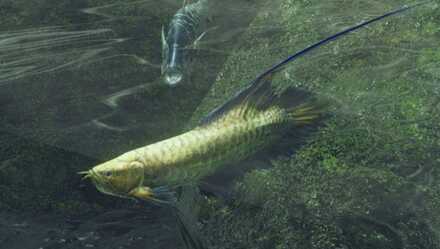 黄金魚の見た目