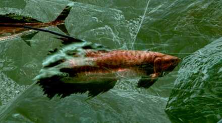 釣りでのみ入手