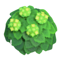 アジサイ(共通)