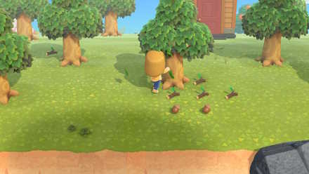 どんぐりの入手方法