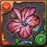 変身ハイビスカス