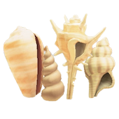 かいがらのスクリーン画像